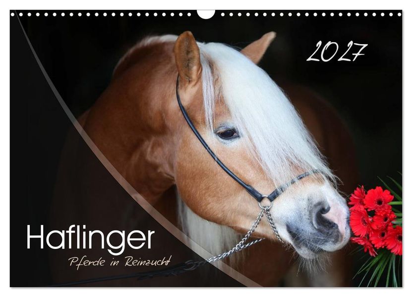Haflinger-Pferde in Reinzucht (Wandkalender 2027 DIN A3 quer) CALVENDO Monatskalender