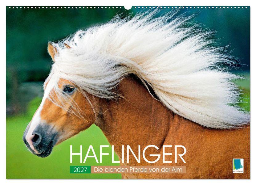 Haflinger: Die blonden Pferde von der Alm (Wandkalender 2027 DIN A2 quer) CALVENDO Monatskalender