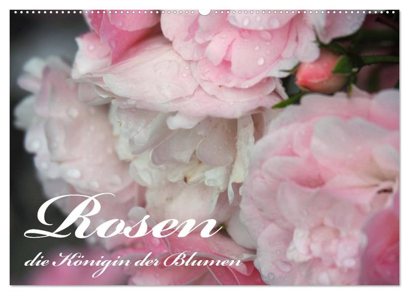 Rosen die Königin der Blumen (Wandkalender 2027 DIN A2 quer) CALVENDO Monatskalender