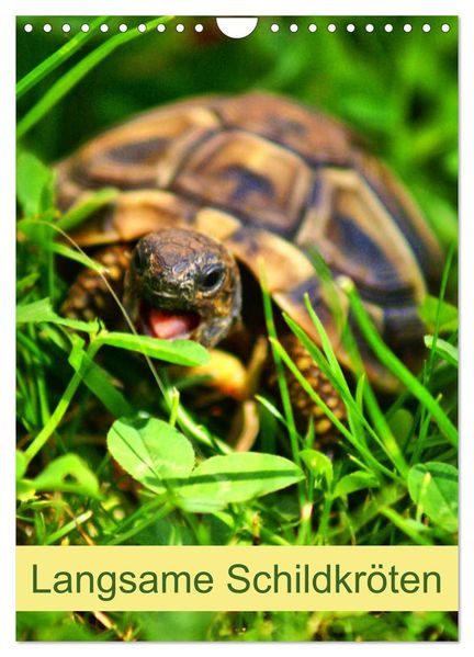 Langsame Schildkröten (Wandkalender 2027 DIN A4 hoch) CALVENDO Monatskalender
