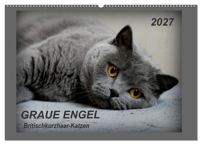 GRAUE ENGEL Britischkurzhaar-Katzen (Wandkalender 2027 DIN A2 quer) CALVENDO Monatskalender