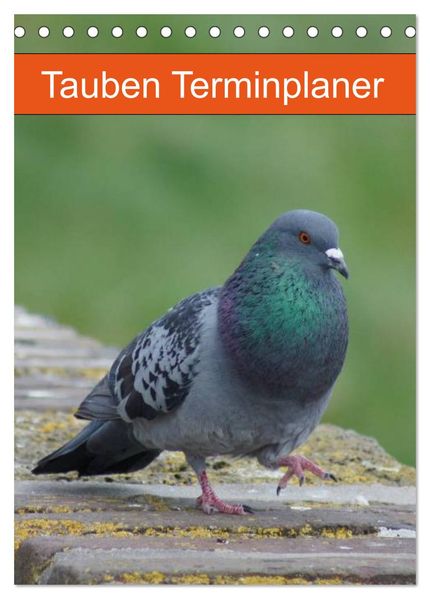 Tauben Terminplaner (Tischkalender 2027 DIN A5 hoch) CALVENDO Monatskalender