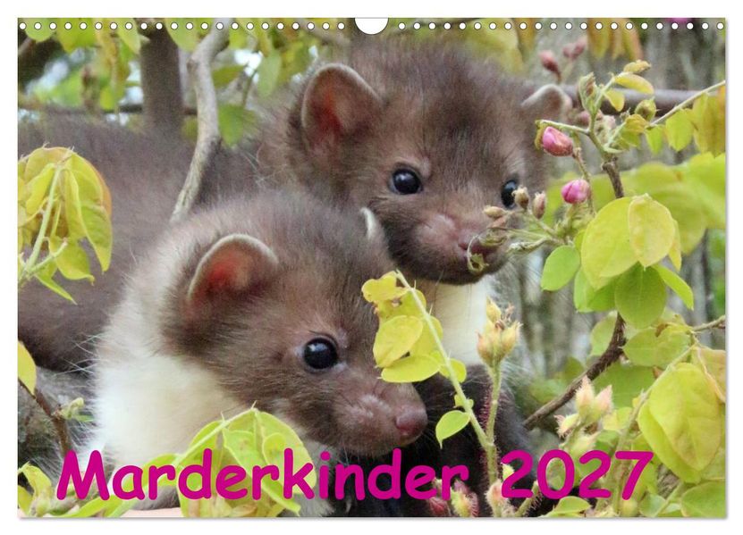 Marderkinder (Wandkalender 2027 DIN A3 quer) CALVENDO Monatskalender