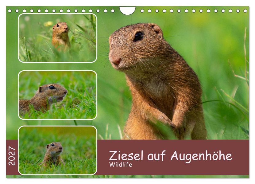 Ziesel auf Augenhöhe (Wandkalender 2027 DIN A4 quer) CALVENDO Monatskalender