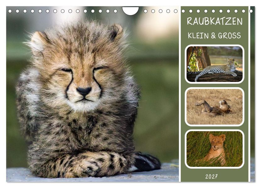 Raubkatzen - groß & klein (Wandkalender 2027 DIN A4 quer) CALVENDO Monatskalender