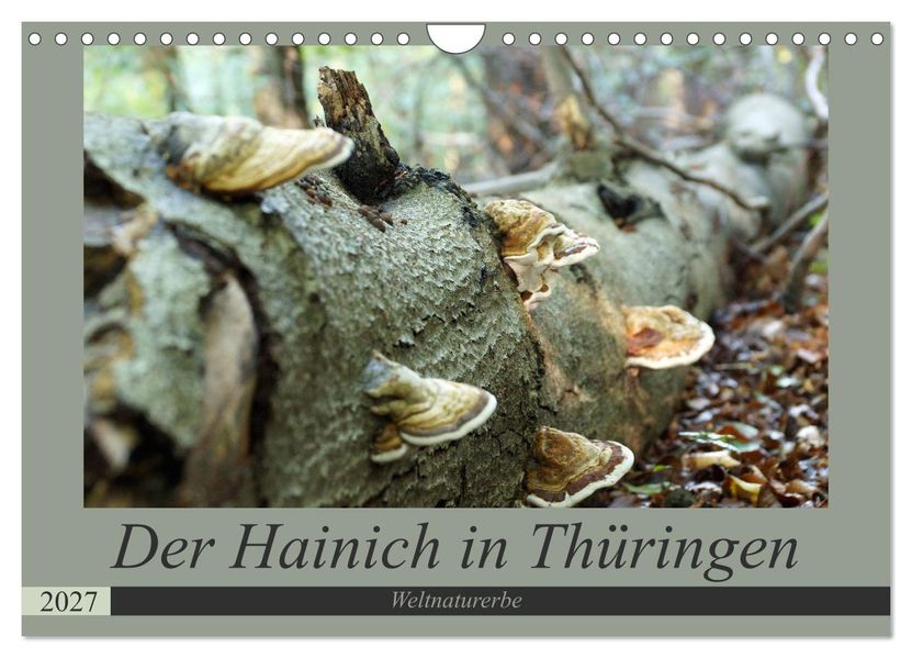 Der Hainich in Thüringen - Weltnaturerbe (Wandkalender 2027 DIN A4 quer) CALVENDO Monatskalender