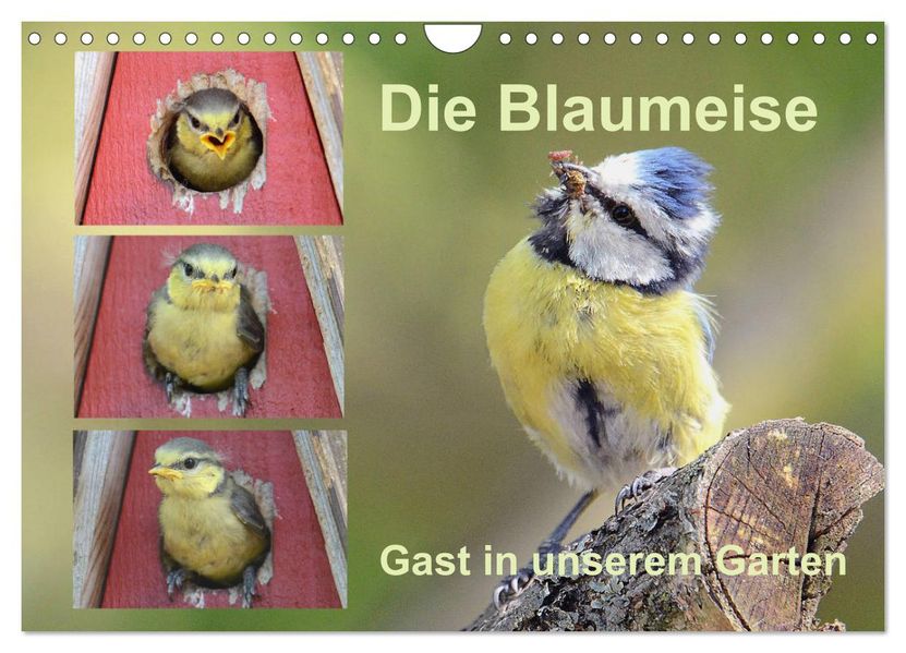 Die Blaumeise Gast in unserem Garten (Wandkalender 2027 DIN A4 quer) CALVENDO Monatskalender
