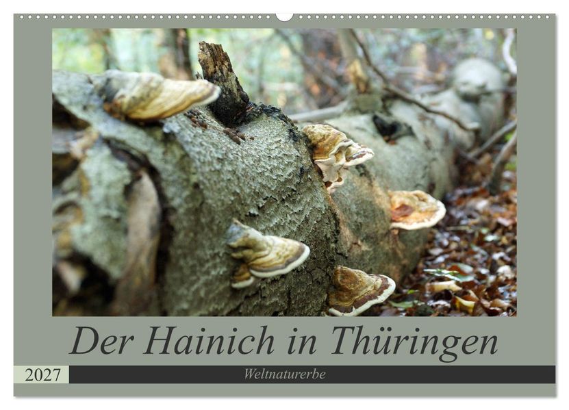 Der Hainich in Thüringen - Weltnaturerbe (Wandkalender 2027 DIN A2 quer) CALVENDO Monatskalender