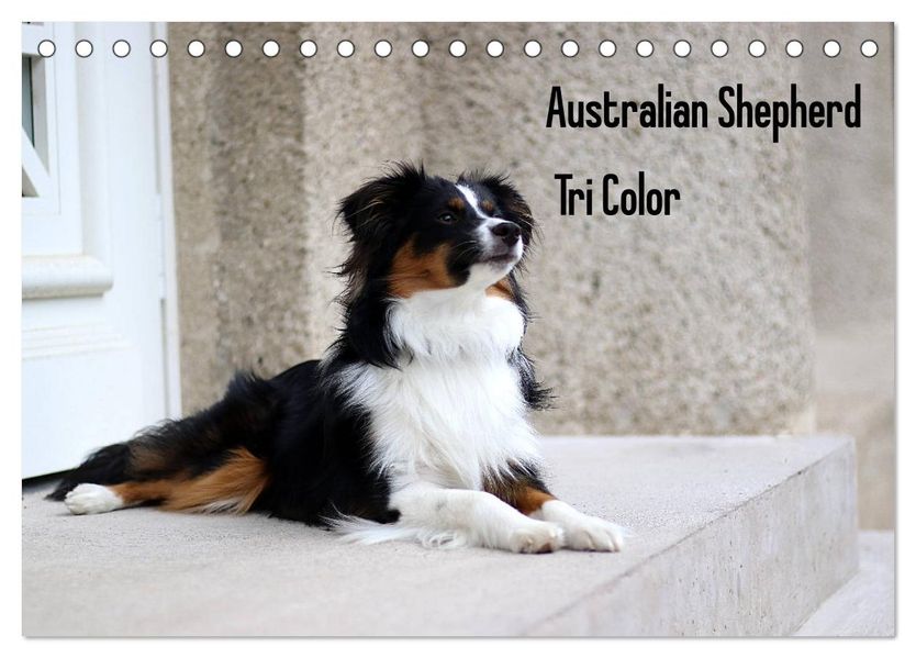 Australian Shepherd Tri Color (Tischkalender 2027 DIN A5 quer) CALVENDO Monatskalender