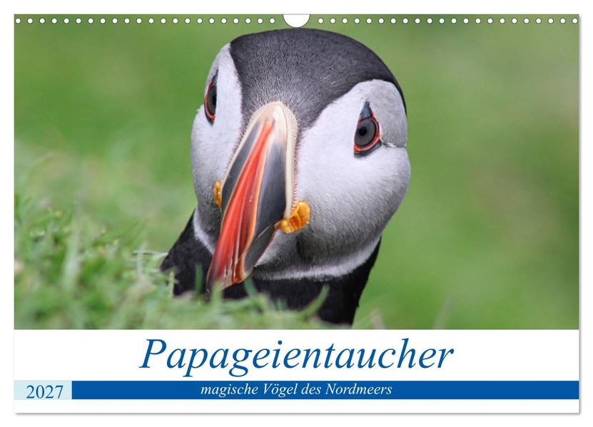 Papageientaucher 2027 - Magische Vögel des Nordmeers (Wandkalender 2027 DIN A3 quer) CALVENDO Monatskalender