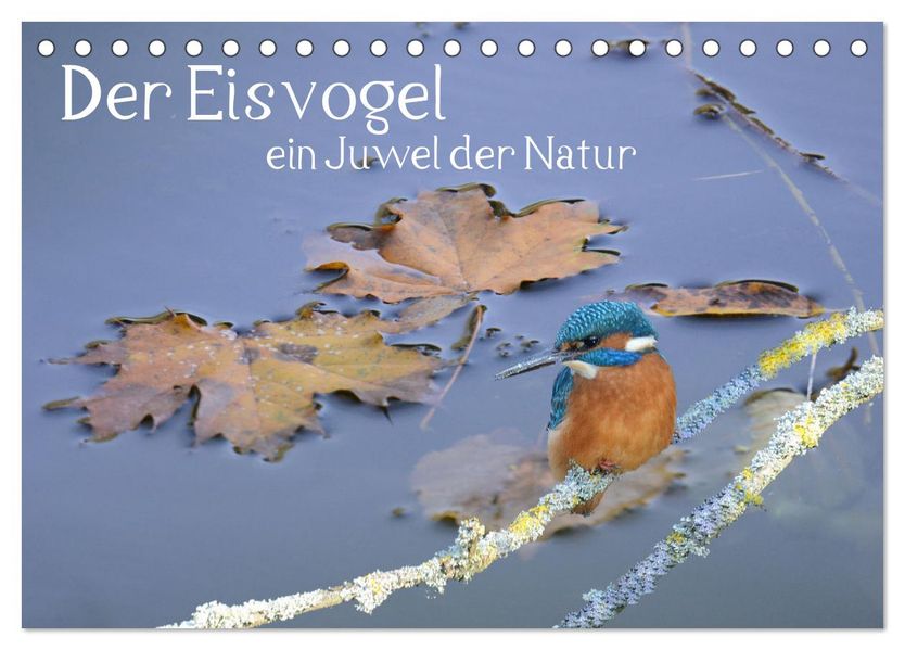 Der Eisvogel ein Juwel der Natur (Tischkalender 2027 DIN A5 quer) CALVENDO Monatskalender