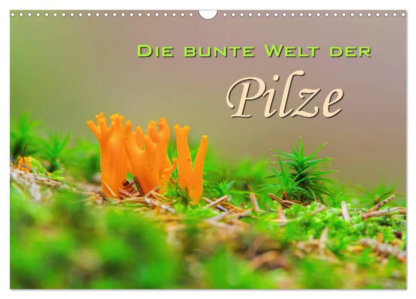Die bunte Welt der Pilze (Wandkalender 2027 DIN A3 quer) CALVENDO Monatskalender
