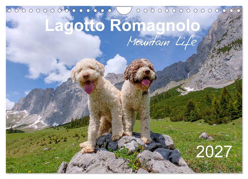 Lagotto Romagnolo Mountain Life (Wall Calendar 2027 DIN A4 landscape) CALVENDO 12 Month Wall Calendar
