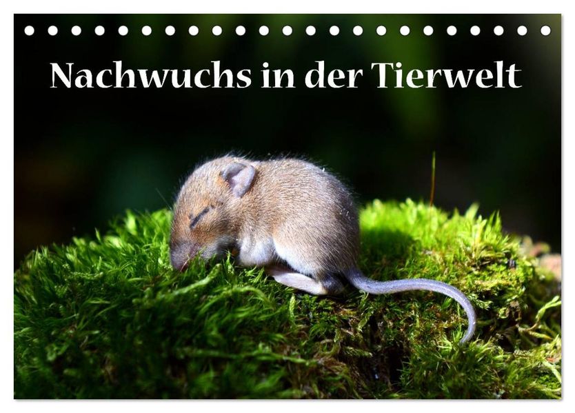 Nachwuchs in der Tierwelt (Tischkalender 2027 DIN A5 quer) CALVENDO Monatskalender