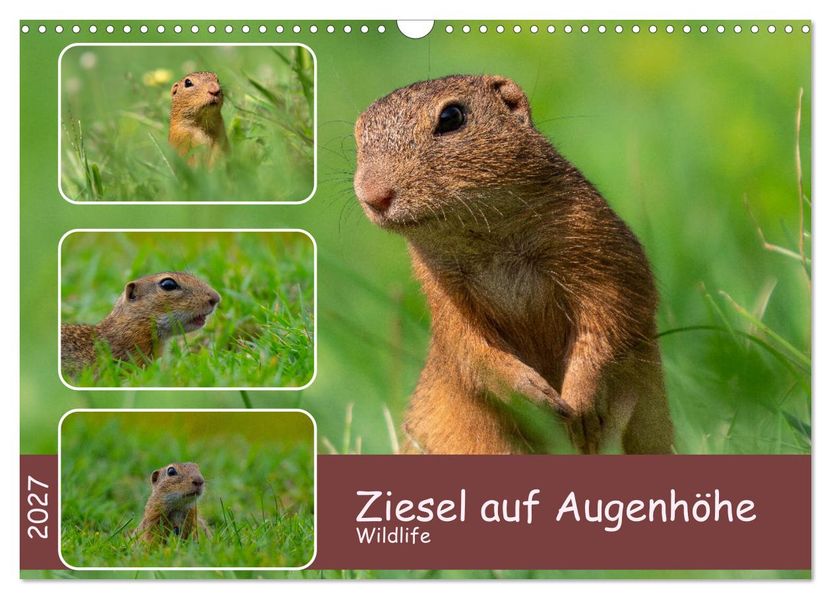 Ziesel auf Augenhöhe (Wandkalender 2027 DIN A3 quer) CALVENDO Monatskalender