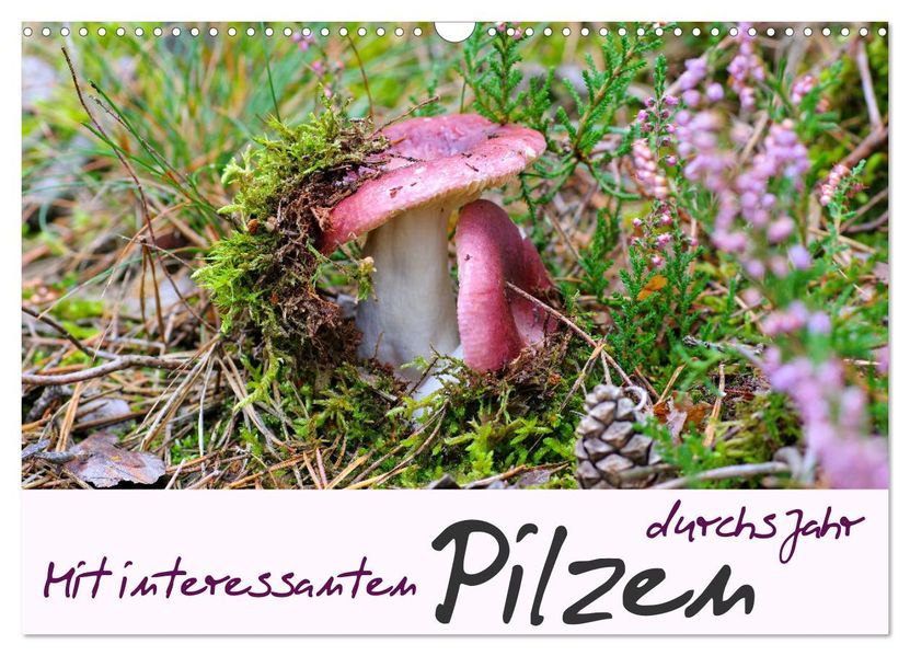 Mit interessanten Pilzen durchs Jahr (Wandkalender 2027 DIN A3 quer) CALVENDO Monatskalender