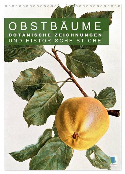Obstbäume: Botanische Zeichnungen und historische Stiche (Wandkalender 2027 DIN A3 hoch) CALVENDO Monatskalender