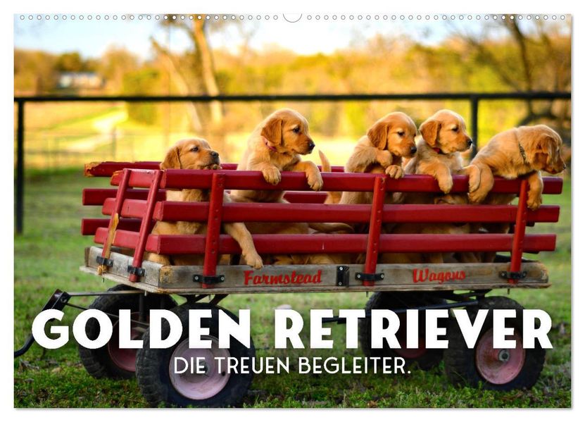 Golden Retriever - Die treuen Begleiter. (Wandkalender 2027 DIN A2 quer) CALVENDO Monatskalender