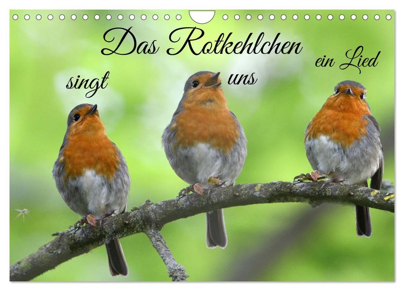 Das Rotkehlchen singt uns ein Lied (Wandkalender 2027 DIN A4 quer) CALVENDO Monatskalender