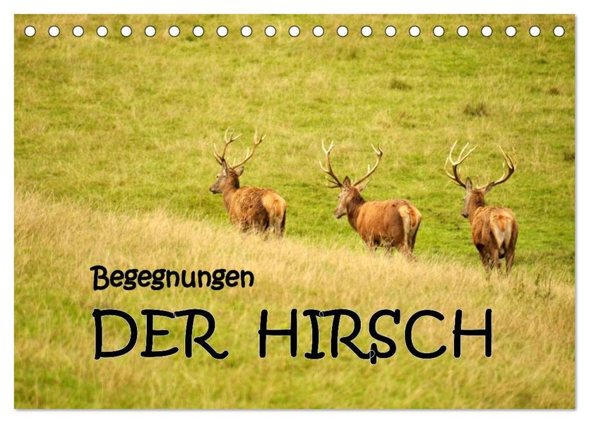 Begegnungen. DER HIRSCH (Tischkalender 2027 DIN A5 quer) CALVENDO Monatskalender