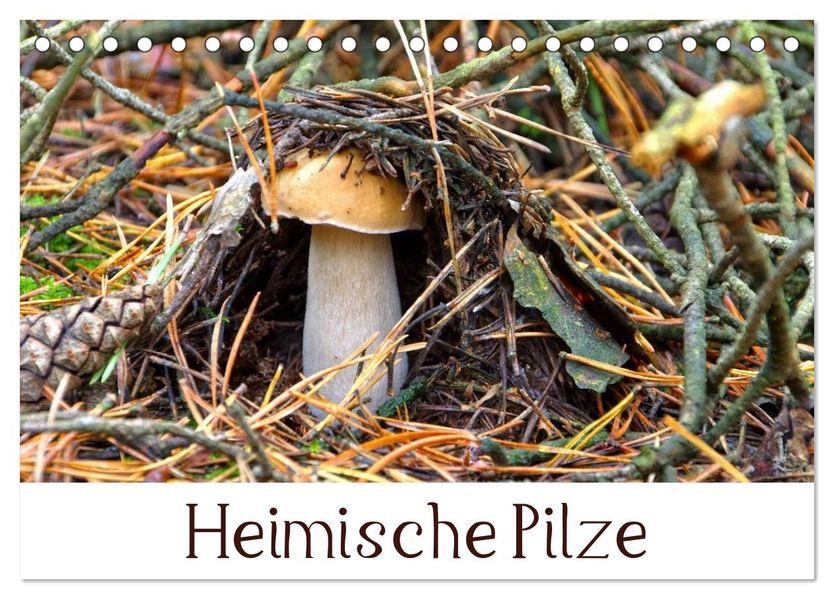 Heimische Pilze (Tischkalender 2027 DIN A5 quer) CALVENDO Monatskalender