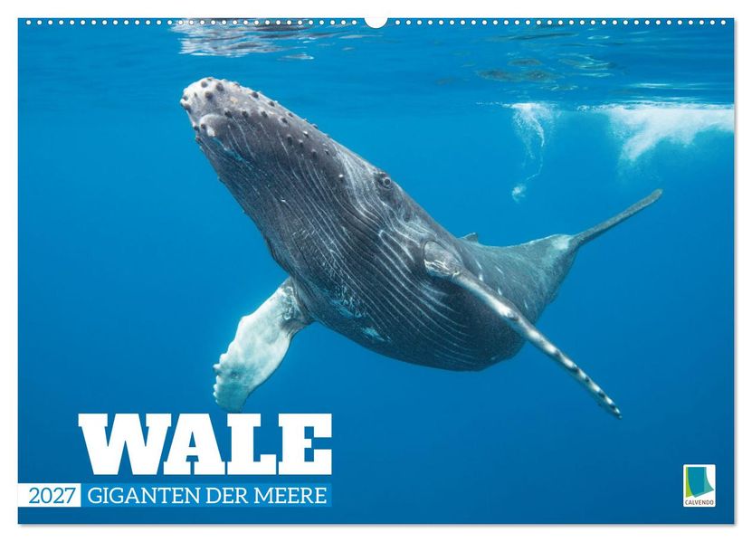 Wale: Giganten der Meere (Wandkalender 2027 DIN A2 quer) CALVENDO Monatskalender