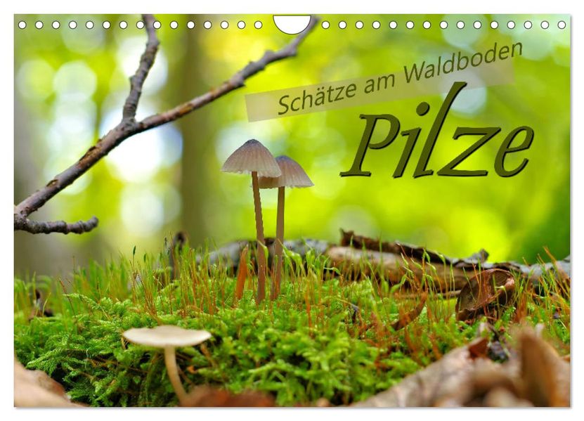 Pilze - Schätze am Waldboden (Wandkalender 2027 DIN A4 quer) CALVENDO Monatskalender