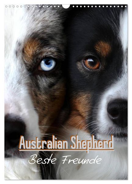 Australian Shepherd - Beste Freunde (Wandkalender 2027 DIN A3 hoch) CALVENDO Monatskalender