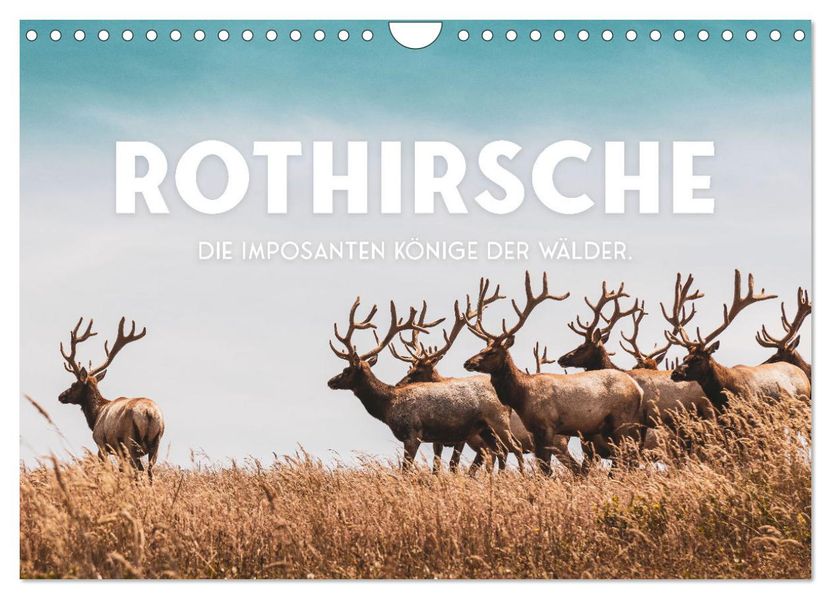 Rothirsche - Die imposanten Könige der Wälder. (Wandkalender 2027 DIN A4 quer) CALVENDO Monatskalender