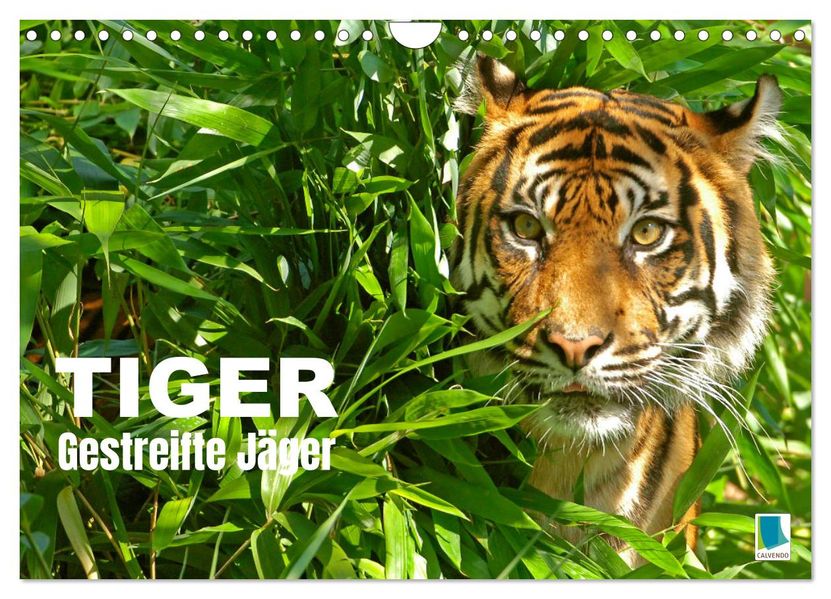 Tiger: Gestreifte Jäger (Wandkalender 2027 DIN A4 quer) CALVENDO Monatskalender