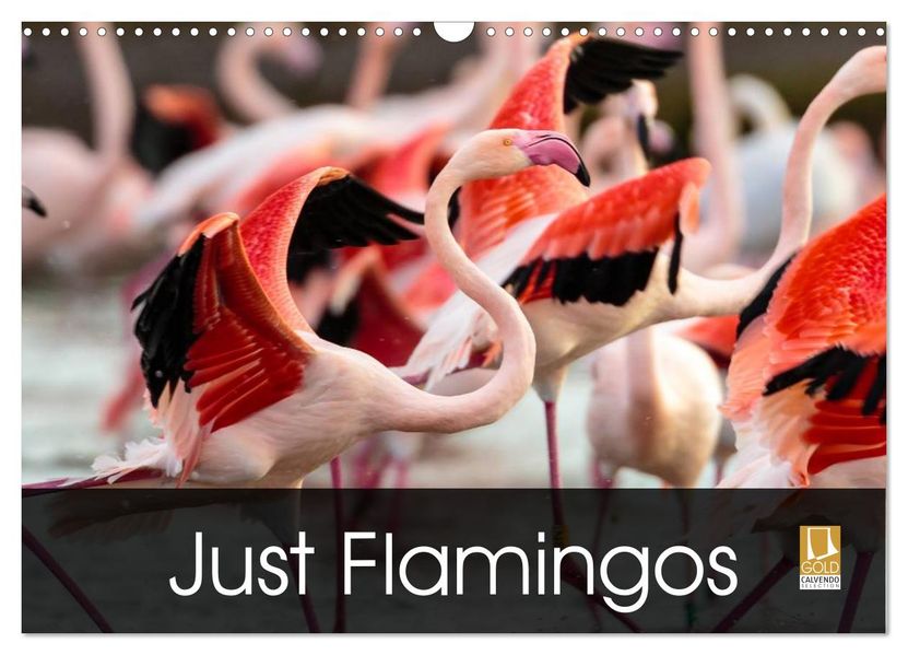Just Flamingos (Wall Calendar 2027 DIN A3 landscape) CALVENDO 12 Month Wall Calendar