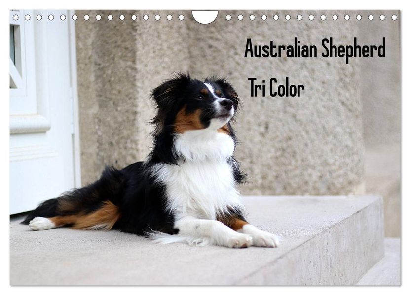 Australian Shepherd Tri Color (Wandkalender 2027 DIN A4 quer) CALVENDO Monatskalender