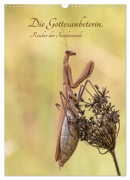 Die Gottesanbeterin. Räuber der Insektenwelt. (Wandkalender 2027 DIN A3 hoch) CALVENDO Monatskalender