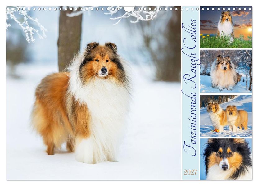 Faszinierende Rough Collies (Wandkalender 2027 DIN A3 quer) CALVENDO Monatskalender