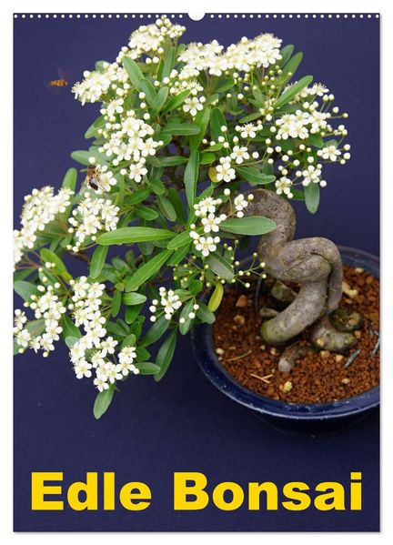 Edle Bonsai (Wandkalender 2027 DIN A2 hoch) CALVENDO Monatskalender