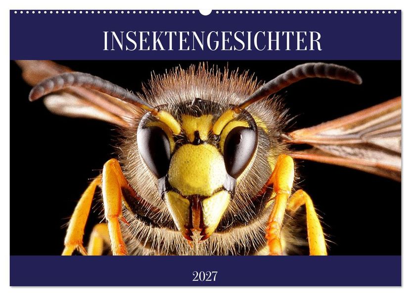 INSEKTENGESICHTER (Wandkalender 2027 DIN A2 quer) CALVENDO Monatskalender