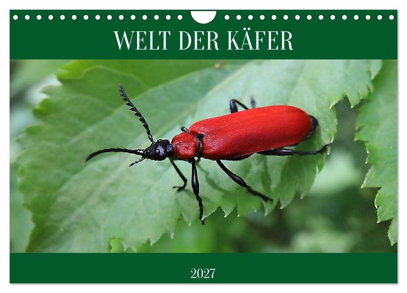 WELT DER KÄFER (Wandkalender 2027 DIN A4 quer) CALVENDO Monatskalender