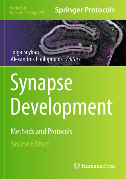 Synapse Development