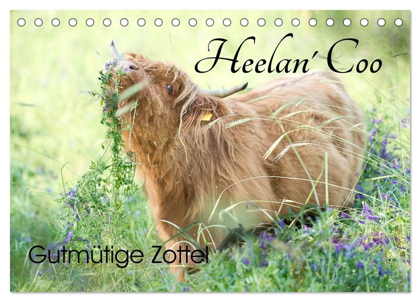 Heelan' Coo - Gutmütige Zottel (Tischkalender 2027 DIN A5 quer) CALVENDO Monatskalender
