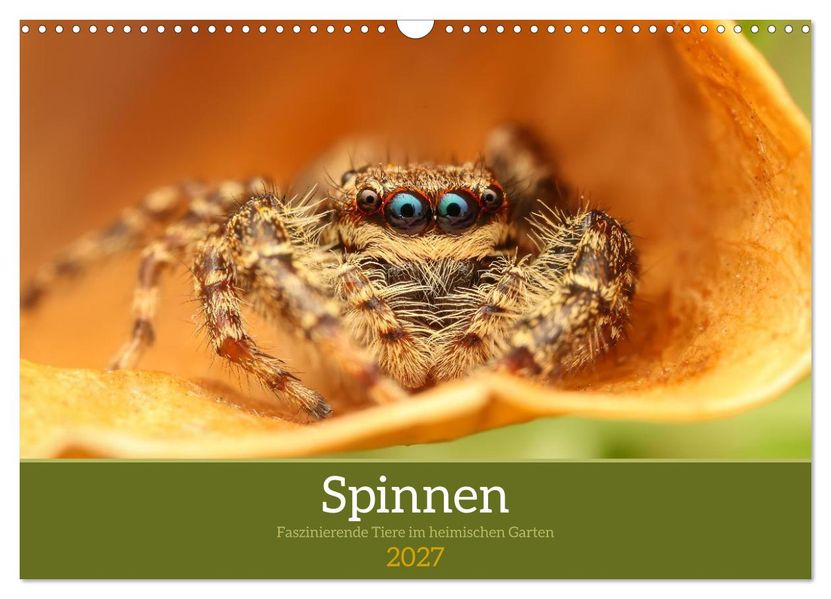 Spinnen - Faszinierende Tiere im heimischen Garten (Wandkalender 2027 DIN A3 quer) CALVENDO Monatskalender