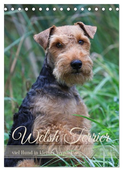 Welsh Terrier - viel Hund in kleiner Verpackung (Tischkalender 2027 DIN A5 hoch) CALVENDO Monatskalender