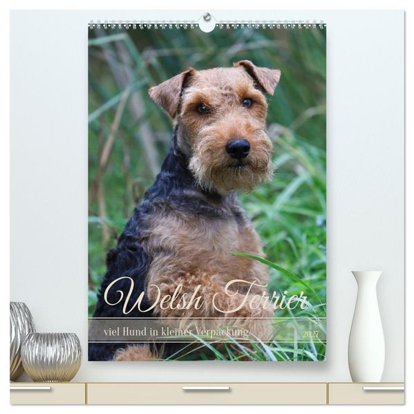Welsh Terrier - viel Hund in kleiner Verpackung (hochwertiger Premium Wandkalender 2027 DIN A2 hoch) Kunstdruck in Hochglanz