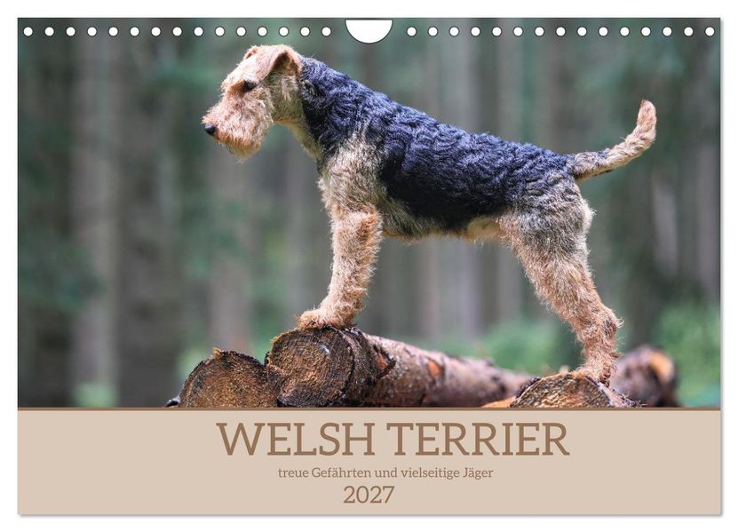 Welsh Terrier - treue Gefährten und vielseitige Jäger (Wandkalender 2027 DIN A4 quer) CALVENDO Monatskalender