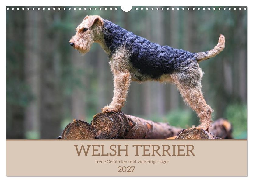 Welsh Terrier - treue Gefährten und vielseitige Jäger (Wandkalender 2027 DIN A3 quer) CALVENDO Monatskalender