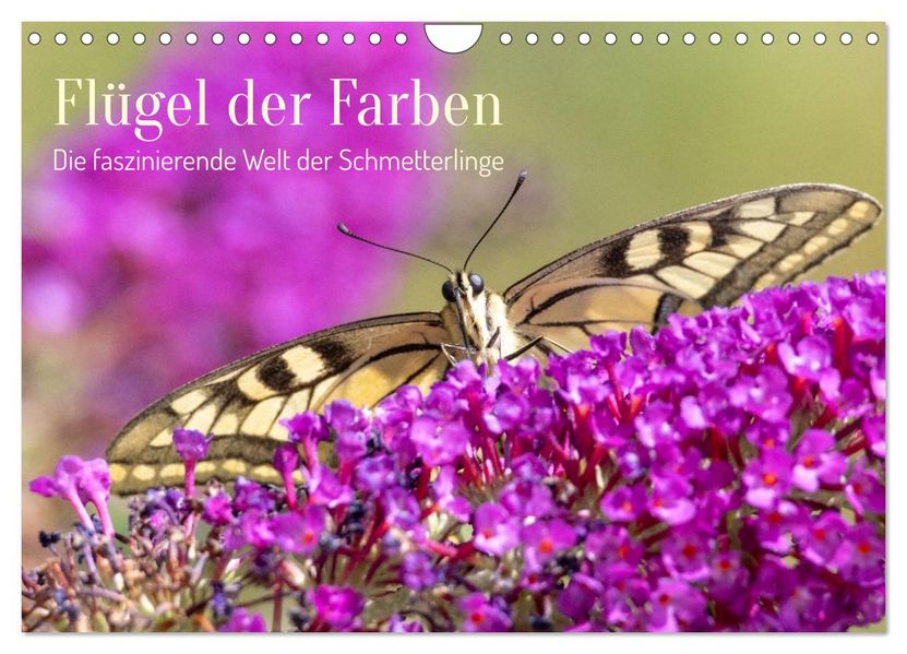 Flügel der Farben - Die faszinierende Welt der Schmetterlinge (Wandkalender 2027 DIN A4 quer) CALVENDO Monatskalender