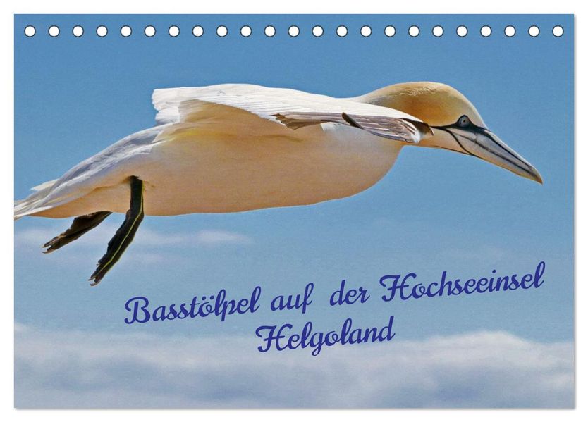 Basstölpel auf der Hochseeinsel Helgoland (Tischkalender 2027 DIN A5 quer) CALVENDO Monatskalender
