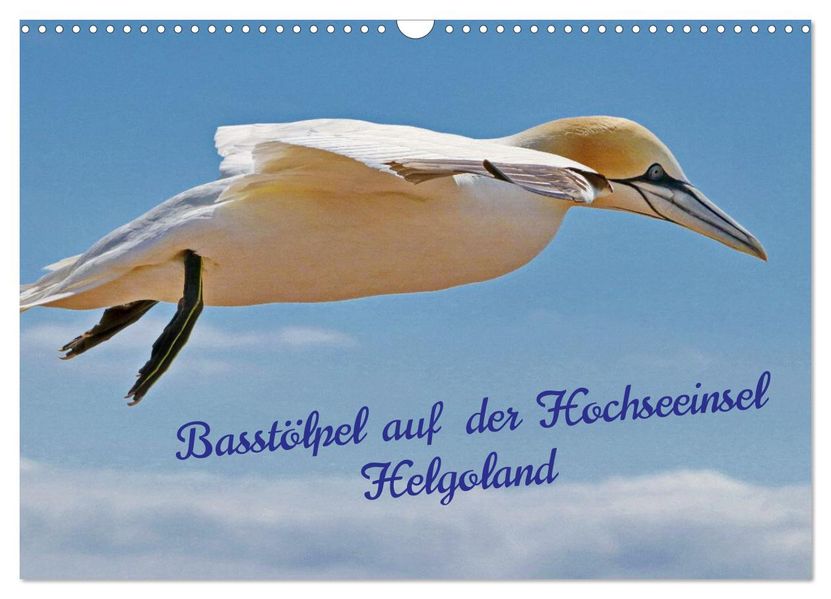 Basstölpel auf der Hochseeinsel Helgoland (Wandkalender 2027 DIN A3 quer) CALVENDO Monatskalender