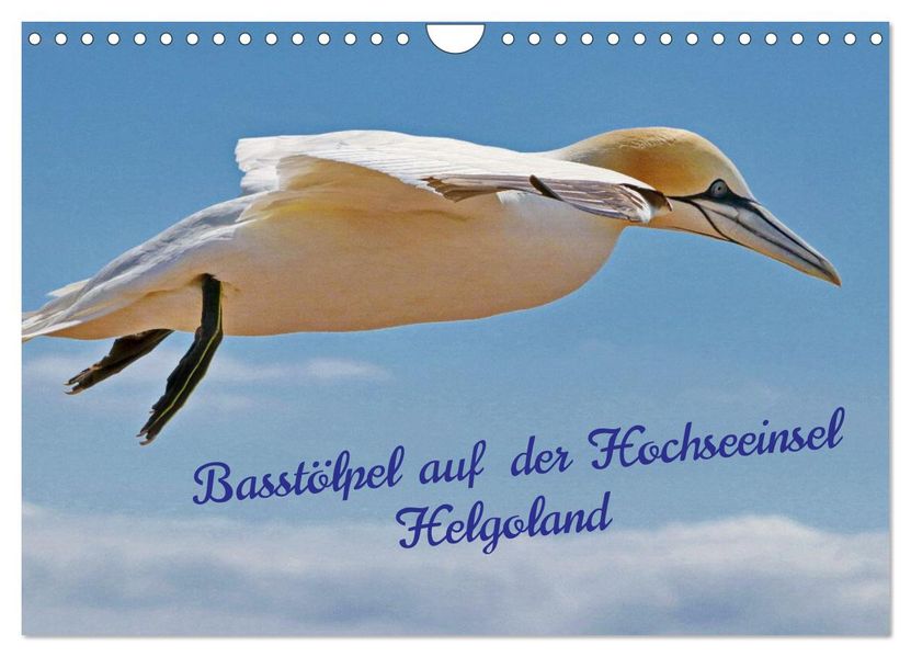 Basstölpel auf der Hochseeinsel Helgoland (Wandkalender 2027 DIN A4 quer) CALVENDO Monatskalender