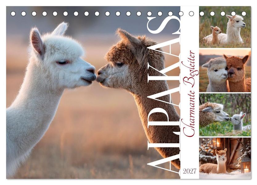 Alpakas - Charmante Begleiter (Tischkalender 2027 DIN A5 quer) CALVENDO Monatskalender