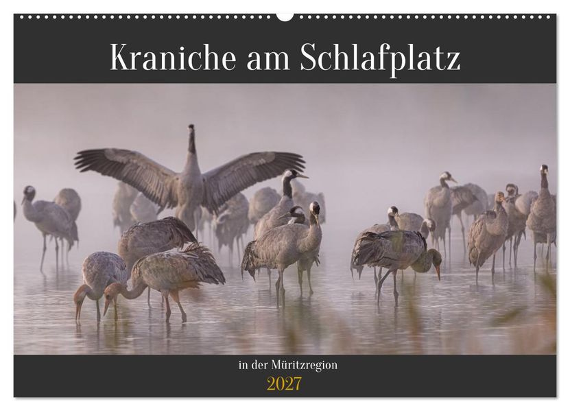 Kraniche am Schlafplatz in der Müritzregion (Wandkalender 2027 DIN A2 quer) CALVENDO Monatskalender
